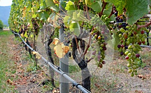 Closeup of Syrah Grapes Ripening in Marlborough Vineyard, New Zealand