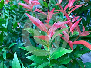 Closeup of Syzygium Australe with green and red leaf. Brush Cherry, Australian Rose Apple, Christina tree