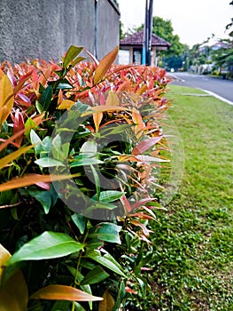 Closeup of Syzygium Australe tree in morning sunlight, Brush Cherry, Creek Satinash, The beautiful one photo