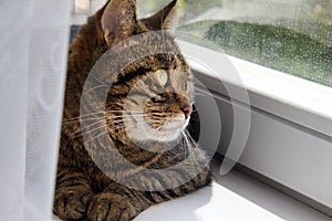 Closeup of tabby cat face. Fauna background. Brown cat close-up