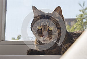 Closeup of tabby cat face. Fauna background. Brown cat close-up