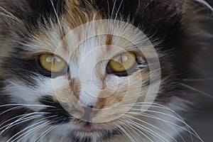 Closeup of tabby cat face. Fauna background.Pets and lifestyle concept