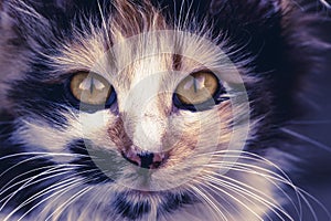 Closeup of tabby cat face. Fauna background.Pets and lifestyle concept