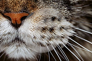 Closeup of tabby cat face. Macro.
