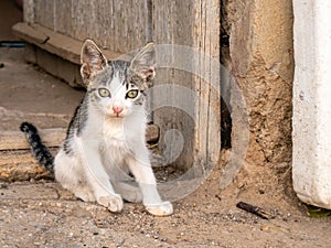 Closeup of a tabby cat sitting on the doorway of a rural house