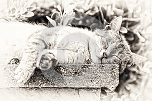 Closeup of a tabby cat sleeping with sunbathing