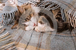 Tabby kitten resting under pale blue woollen blanket with fringe