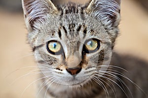 A closeup of a tabby young feral cat staring at the camera