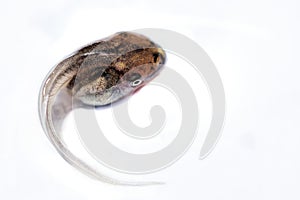 Closeup of a tadpole isolated on the white background.