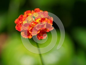 Closeup tagetes flower