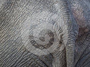 Closeup of tail of African elephant with wrinkly grey skin and nice texture, Botswana, Africa