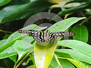 Closeup of a tailed jay butterfly or graphium agamemnon on a lea