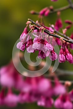 Closeup of Taiwan cherry or Formosan cherry or bellflower cherry in Japan