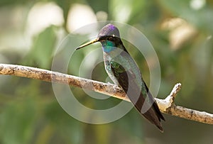 Closeup of Talamanca Hummingbird  Eugenes spectabilis Panama