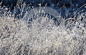 Closeup of tall frost-covered grass in winter