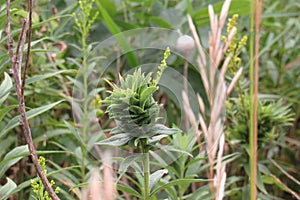 Closeup of tall goldenrod plants (Solidago altissima) growing in green shrubs in a garden