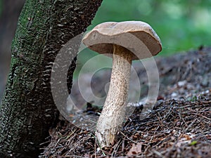 Closeup of a tall Leccinum scabrum mushroom