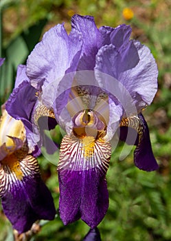 Closeup of a Tall Purple Bearded Iris Flower