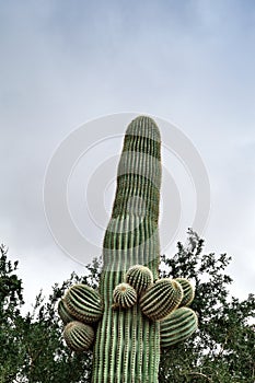 Closeup Of Tall Saguaro Cactus In Desert