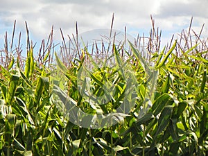 Closeup of tall straight green corn stalks against blue and wh