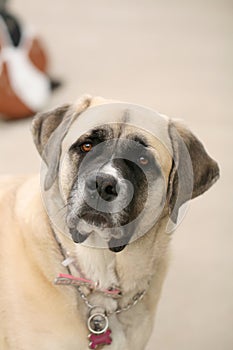 Closeup of tan colored english Mastiff mixed breed