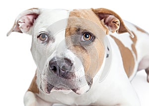 Closeup of Tan and White Pit Bull Dog