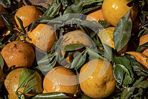 Closeup of tangerine heap in the outdoor market stall photo