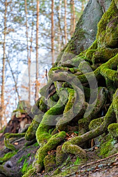 Closeup of tangled tree roots covered with green moss