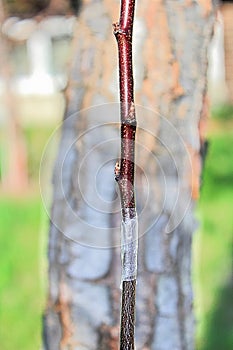 Closeup of a taped graft with a older tree in the background