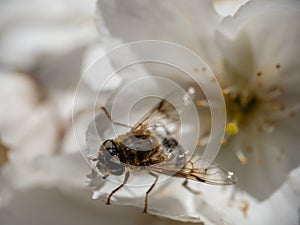 Closeup of Tapered Drone Fly, Eristalis pertinax , emerging from spring blossom. UK.