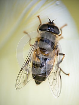 Closeup of Tapered Drone Fly, Eristalis pertinax , in spring blossom. UK.