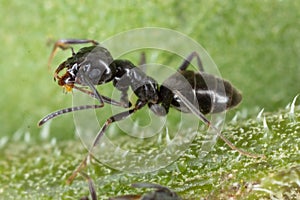 Closeup of an Tapinoma sessile ant walking on green grass