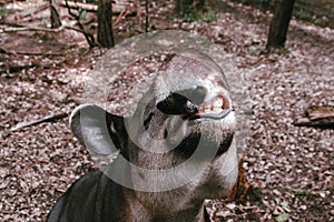 Closeup of a Tapirus with a semi-opened mouth in the forest