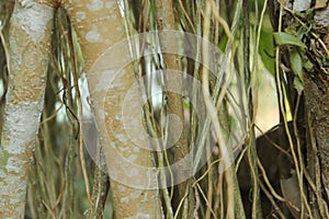 Closeup of the taproot of a banyan tree in Kaliurang, Yogyakarta