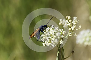 Closeup of a Tarantula Hawk Wasp with a blue body yellow wings