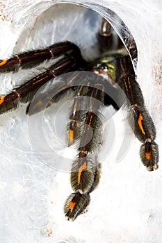 Closeup of tarantula (Psalmopoeus irminia).