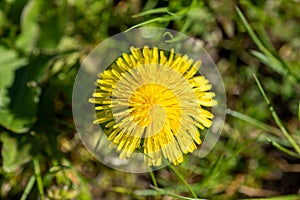 A closeup of a Taraxacum officinal blooming in the field.