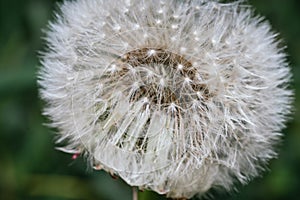 Closeup of Taraxacum officinale or dandelion with silver-tufted fruits