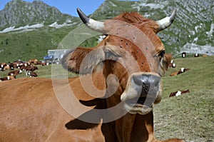 Closeup Tarine cow in the French Alps