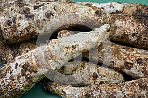 closeup of taro root vegetable, eddo malanga, green background