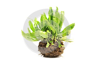 Closeup of tarragon herb