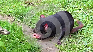 Closeup of a tasmanian devil eating meat, Endangered animal specie from Tasmania in Australia