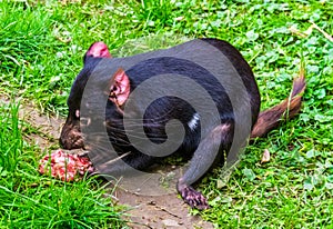 Closeup of a tasmanian devil eating meat, Endangered animal specie from Tasmania in Australia