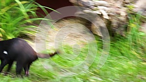 Closeup of a tasmanian devil running around, slowed down run motion, tropical marsupial, Endangered animal specie from Tasmania in