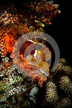 Closeup of Tasseled Scorpion-fish, Maldives