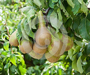 Closeup of tasty pears hanging on a tree