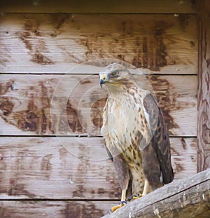 Closeup of a tawny eagle sitting on a wooden pole, a tropical bird of prey from the savannas of africa