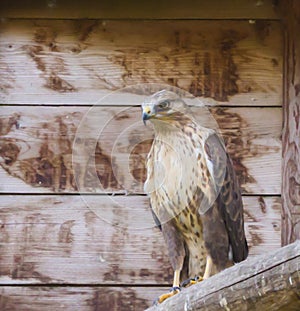 Closeup of a tawny eagle sitting on a wooden pole, a tropical bird of prey from the savannas of africa photo