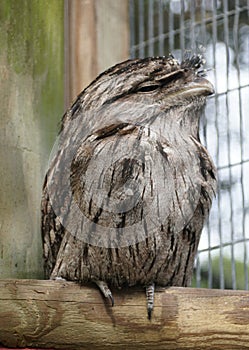 Closeup of a Tawny Frogmouth with light brown feathers