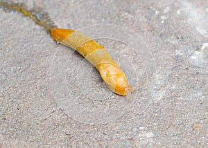Closeup of a Tawny Garden Slug, Limacus flavus, as it slowly makes its way across a stone